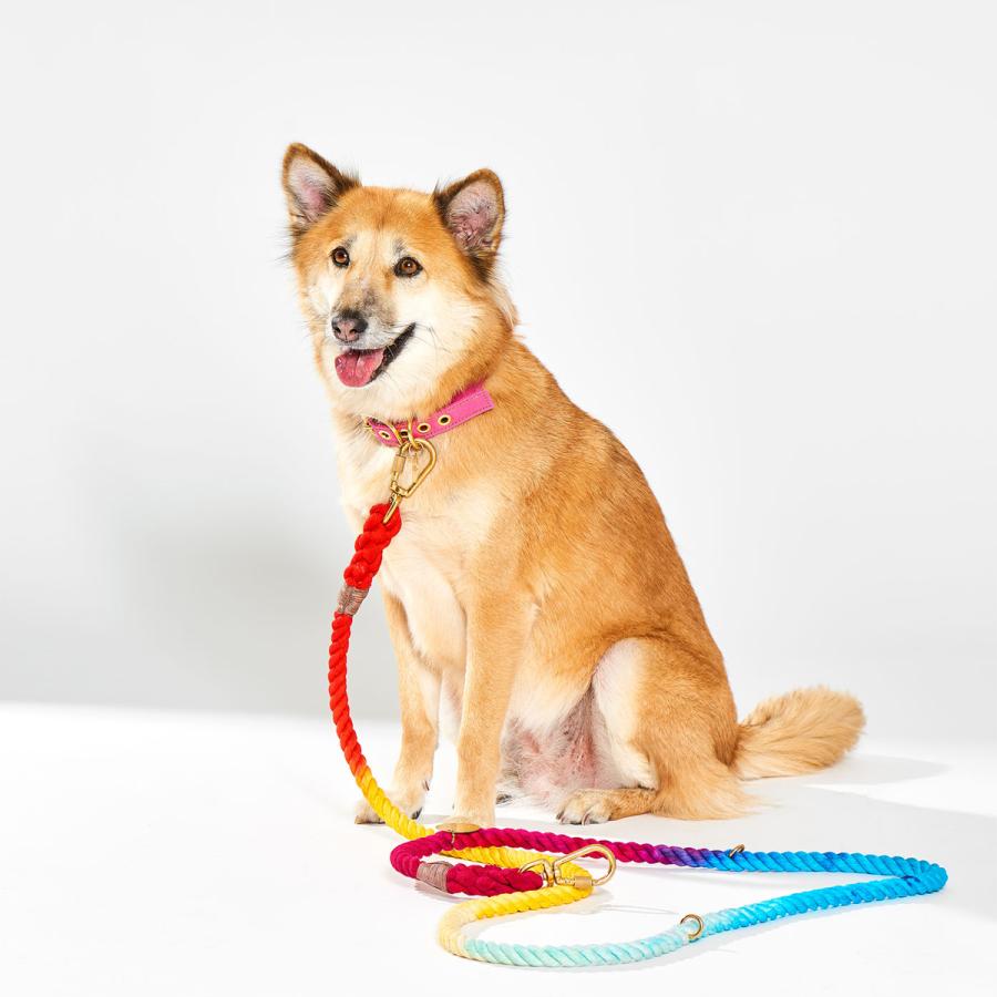 FOUND MY ANIMAL】Cat & Dog Collar（首輪）/ 全7色 アメリカ直輸入