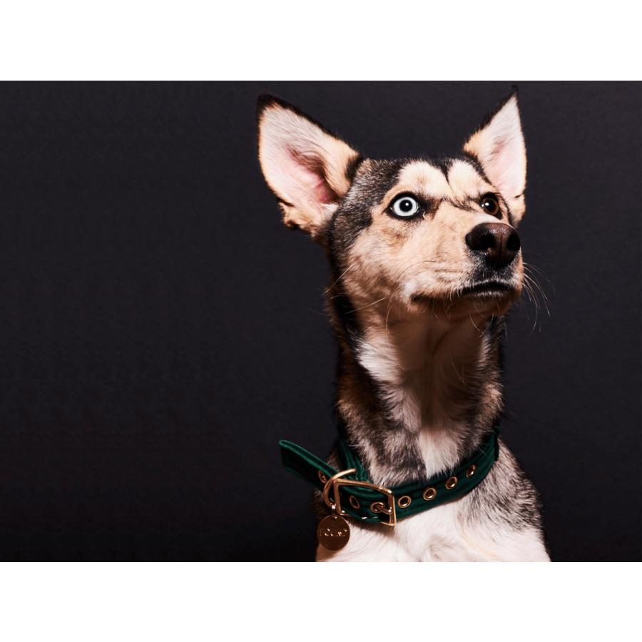 FOUND MY ANIMAL】Cat & Dog Collar（首輪）/ 全7色 アメリカ直輸入