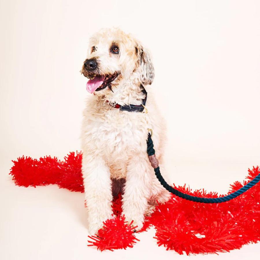FOUND MY ANIMAL】Cat & Dog Collar（首輪）/ 全7色 アメリカ直輸入