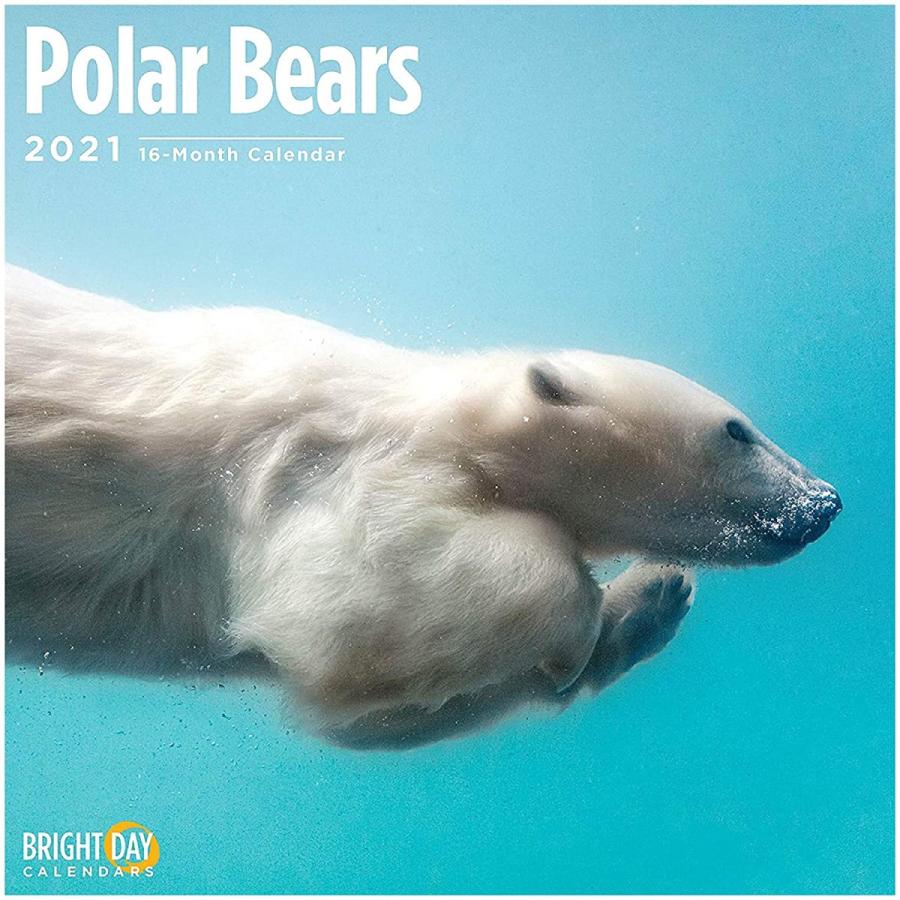 Bright Day Calendars 21ホッキョクグマの壁カレンダー 12 X 12インチ かわいい北極雪の動物 Rmo 通販 Yahoo ショッピング