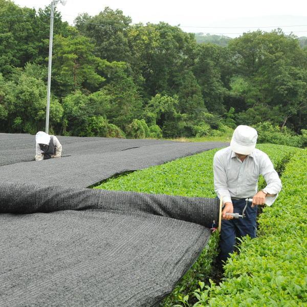 送料無料 お試し価格 本格的な美味しい日本茶を手軽に愉しむ！ ミニ和袋　提灯 | ブランド登録なし | 04