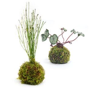 苔玉 苔玉の2個セット 天然ハイゴケ 小玉 観葉植物 盆栽 Rocca Clann 通販 Yahoo ショッピング