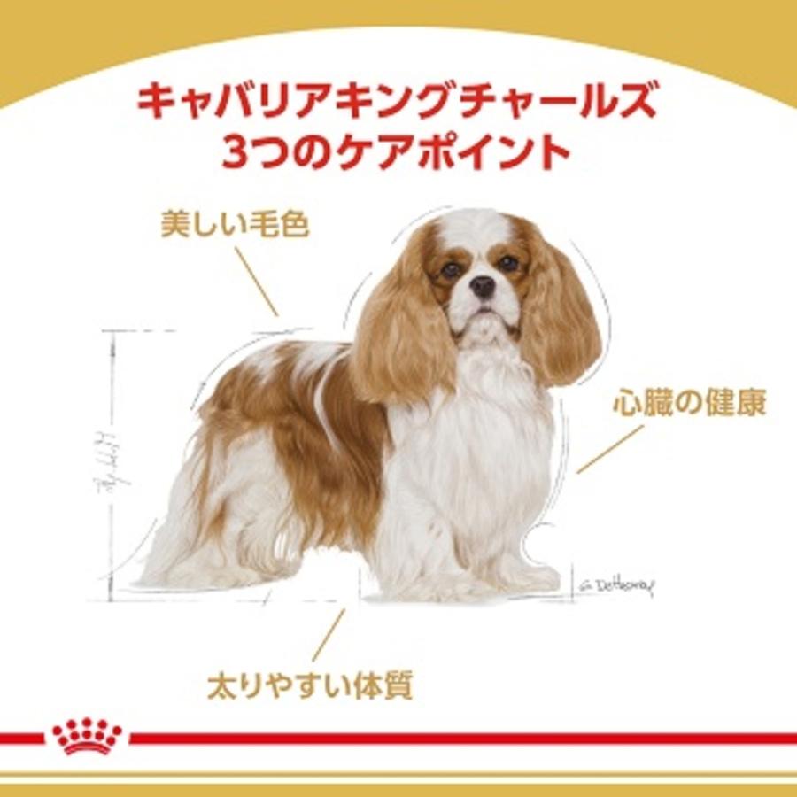 ロイヤルカナン キャバリアキングチャールズ 成犬・高齢犬用 3kg｜rocky｜03