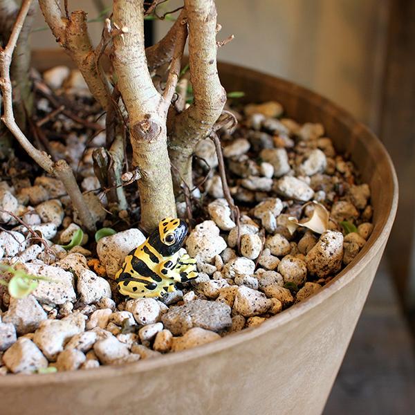 レプタイルズマグ イエロー ポイズンダートフロッグ REPTILES MAG YELLOW-BANDED POISON DART FROG 2365 | magnet | 01
