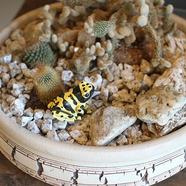 レプタイルズマグ イエロー ポイズンダートフロッグ REPTILES MAG YELLOW-BANDED POISON DART FROG 2365 | magnet | 02