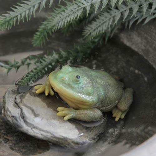 レプタイルズマグ REPTILES MAG マルメタピオカガエル BUDGETT'S FROG 3403 | magnet | 01