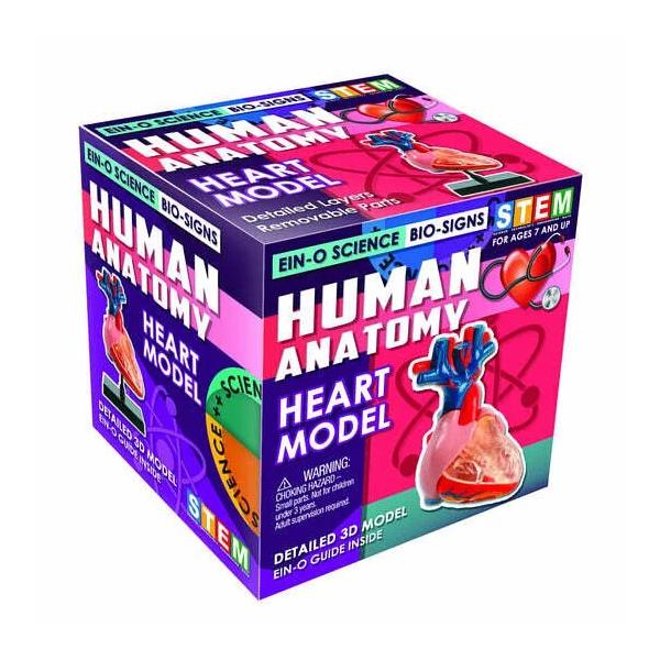 EIN-O SCIENCE ハートモデル 心臓 HEART MODEL ES2370HM |  | 01