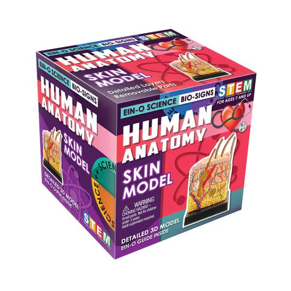 EIN-O SCIENCE スキンモデル 皮膚 SKIN MODEL ES2370SM |  | 01