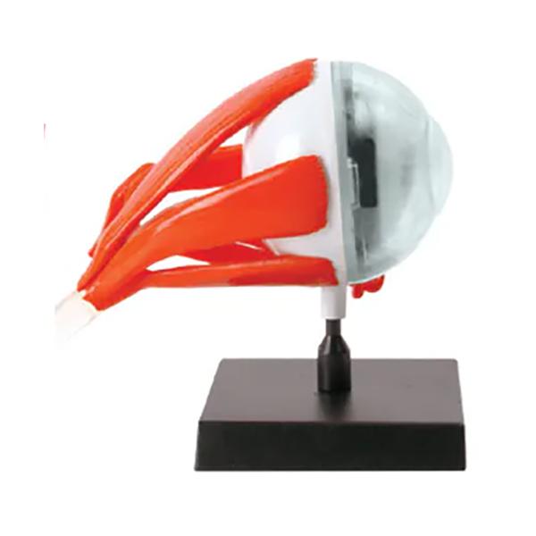 EIN-O SCIENCE アイモデル EYE MODEL 眼 SKIN MODEL ES2370EM |  | 02