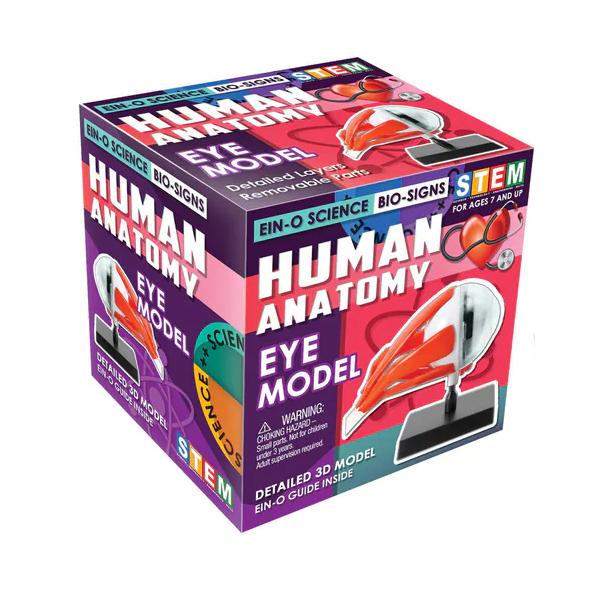 EIN-O SCIENCE アイモデル EYE MODEL 眼 SKIN MODEL ES2370EM |  | 03