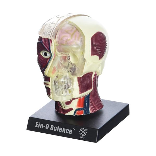 EIN-O SCIENCE ブレイン アンド スカル BRAIN & SKULL 脳と頭蓋骨 ES2370BS |  | 01