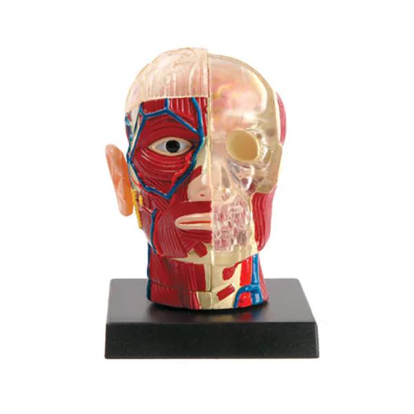 EIN-O SCIENCE ブレイン アンド スカル BRAIN & SKULL 脳と頭蓋骨 ES2370BS |  | 02