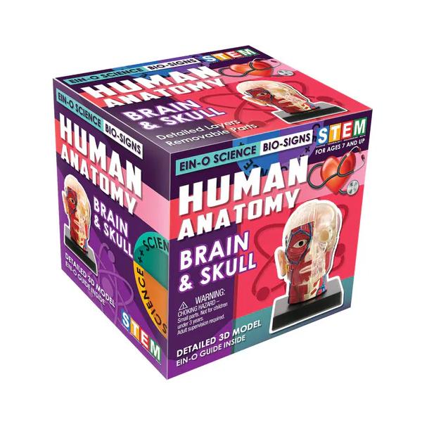 EIN-O SCIENCE ブレイン アンド スカル BRAIN & SKULL 脳と頭蓋骨 ES2370BS |  | 03