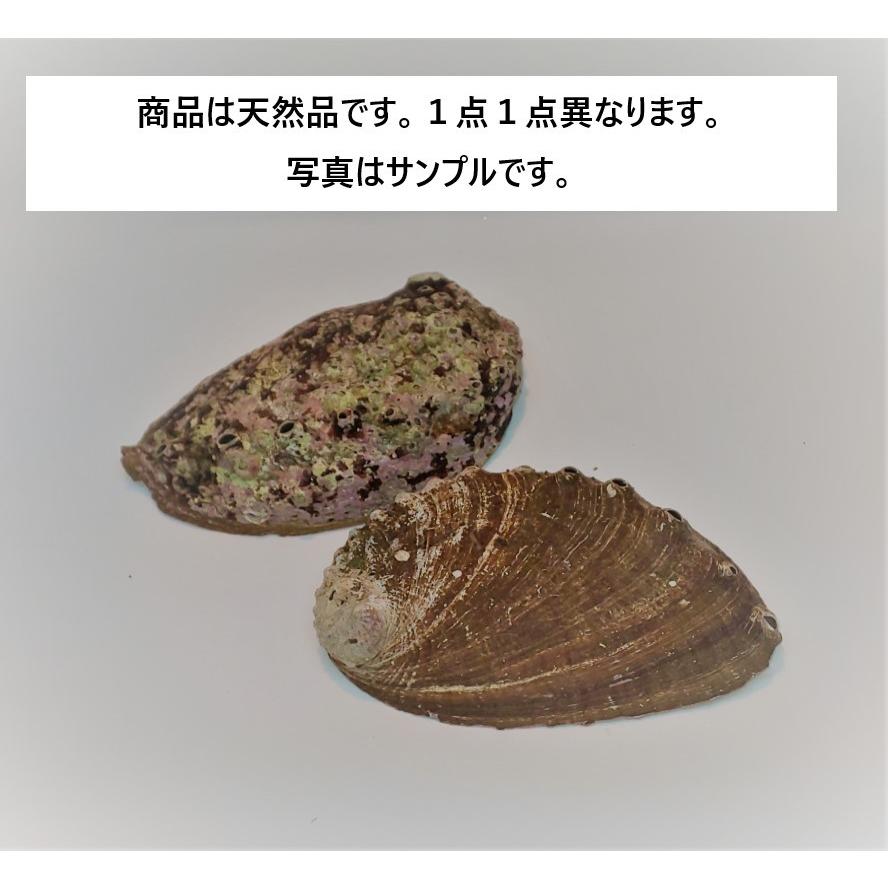 アバロン シェル 浄化 スマッジング 用 アワビ ナチュラル 皿 貝殻 無加工 無漂白 パウア貝 恋愛運 健康運 家庭運 お香 立て スタンド 効果 日本産 Made In Japan 1 鹿鳴ヤフーショッピング店 通販 Yahoo ショッピング