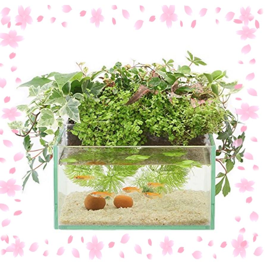 ワンピなど最旬ア 熱帯魚 アクアリウム用品 トレンド商品 人気商品の一覧です アクアテリア N190 メダカ用 ガラス水槽と水耕栽培プランター 水槽おそうじ手袋セット Www Centrodelmobilebassanese It