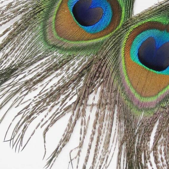 孔雀の羽 ピアス フックピアス くじゃく クジャク 羽根 ピーコック