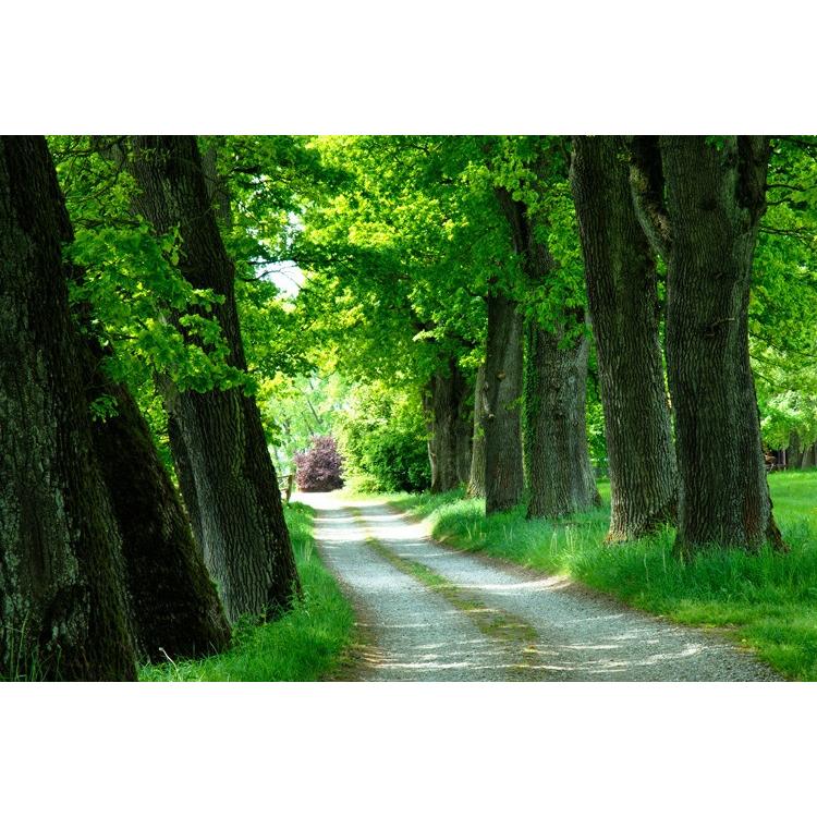 ロールカーテン 遮光 世界の風景 8022_01 A2040 並木道 緑 森 : ロール