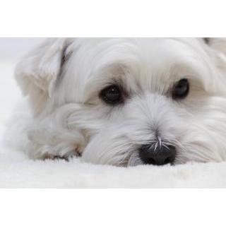 【通常品】 Canon 望遠ズームレンズ EF70-200mm F4L IS USM フルサイズ対応 【BCD3192541643】(115126円)