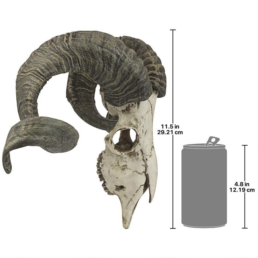 チベットヤギ（山羊） スカルホーン 頭蓋骨と角 コルシカラム(コルシカ 