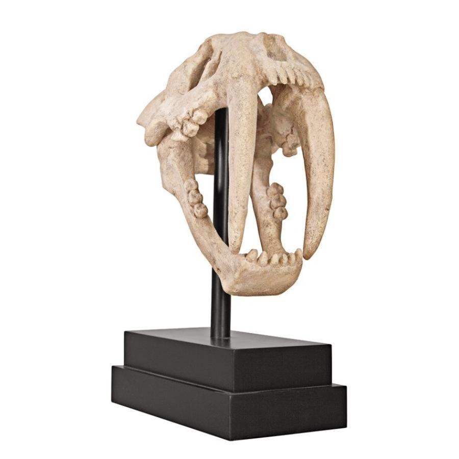 サーベルタイガーの頭骸骨（スカル）工芸品彫像 彫刻 更新世 ネコ科
