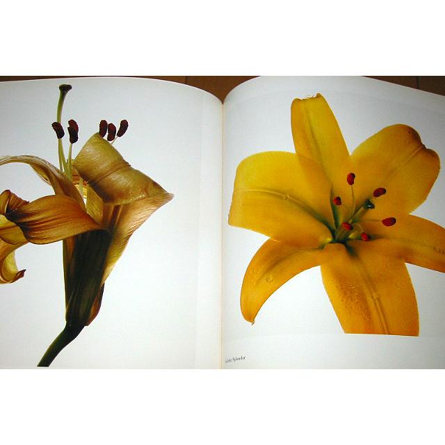 洋書写真集 フラワーズ/アービング・ペン/ FLOWERS/Irving Penn 洋書写真集 フラワーズ/アービング・ペン/ FLOWERS/Irving Penn