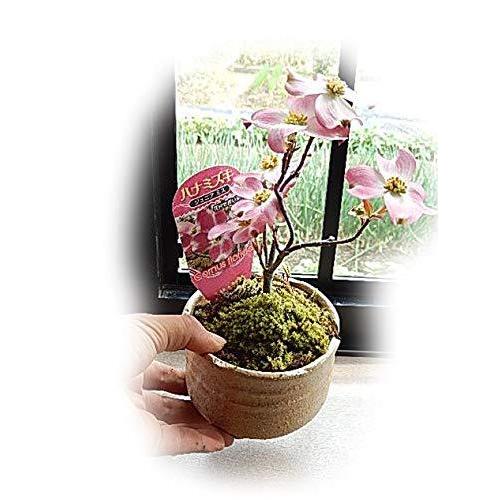 日本産 ミニ盆栽の ハナミズキ かわいい鉢植えミニサイズ 保証書付 Artmedia Ba