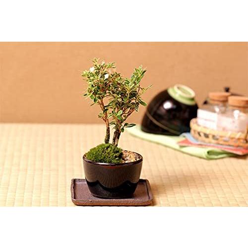 斑入りハクチョウゲのミニ盆栽 国産青鉢 ギフトにも 白丁花 A B093z4jnnh Romishop 通販 Yahoo ショッピング