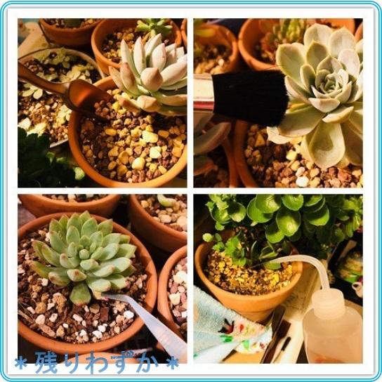 Lihao ガーデニングツール 多肉植物 寄せ植え スコップ T型 土ならしレーキ 園芸用移植ごて ハオルチア 観葉植物 Mon Roomy 通販 Yahoo ショッピング