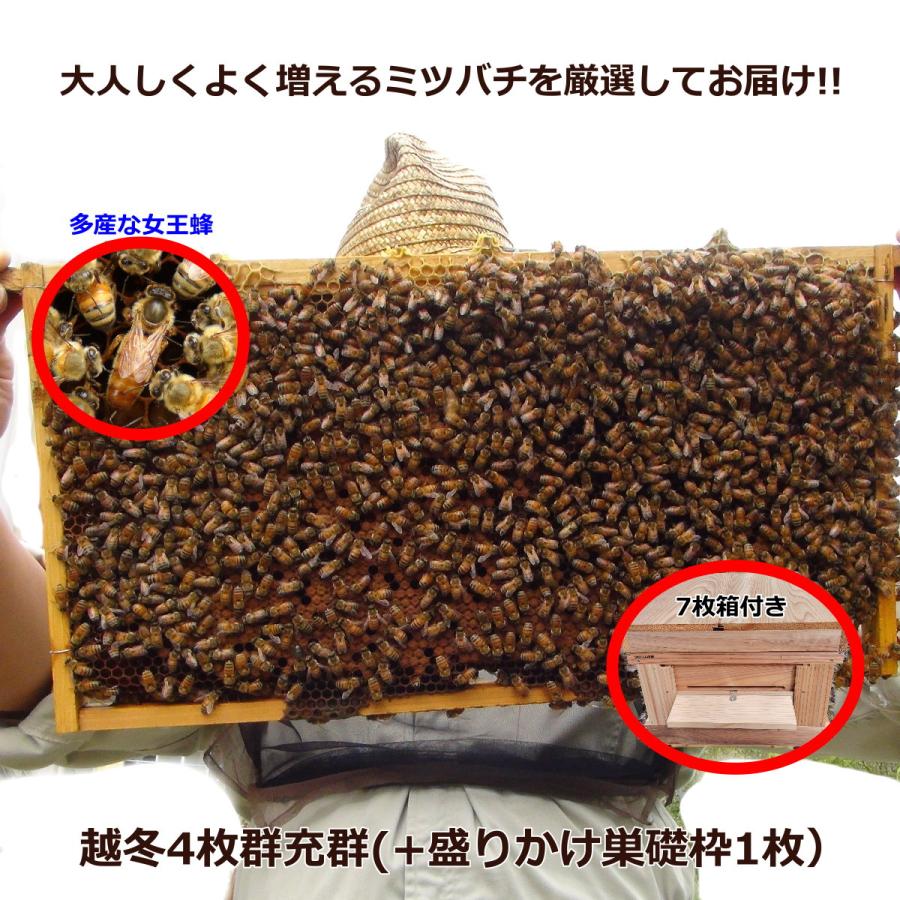 西洋蜜蜂 越冬可能群