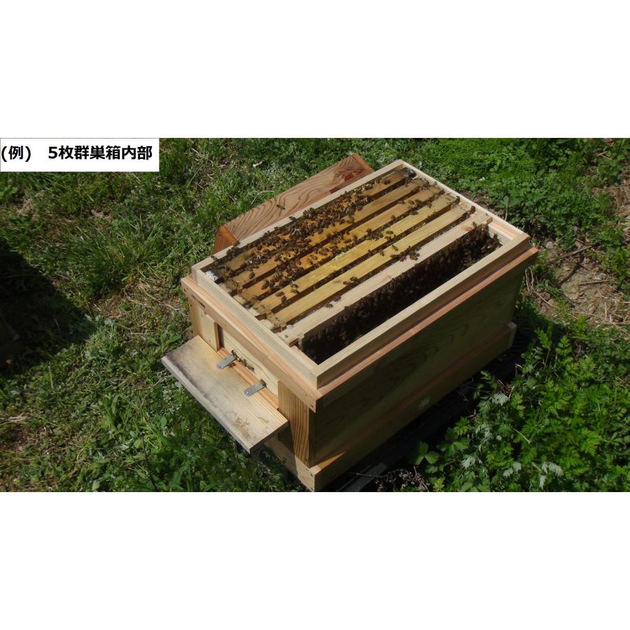 西洋ミツバチ 種蜂 越冬4枚充群 盛りかけ巣礎枠1枚 山田くんのミツバチ