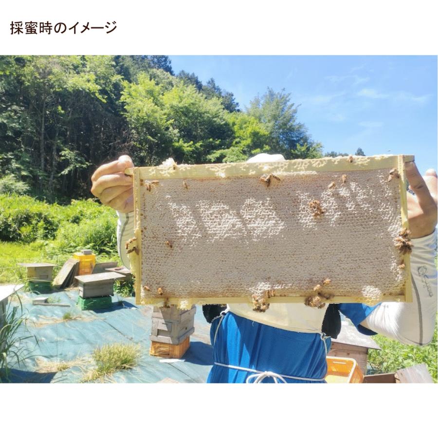 西洋ミツバチ 種蜂 越冬4枚充群 盛りかけ巣礎枠1枚 山田くんのミツバチ