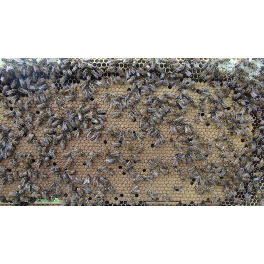 西洋蜜蜂 越冬可能群 西洋ミツバチ 種蜂 越冬4枚充群 盛りかけ巣礎枠1枚 山田くんのミツバチ