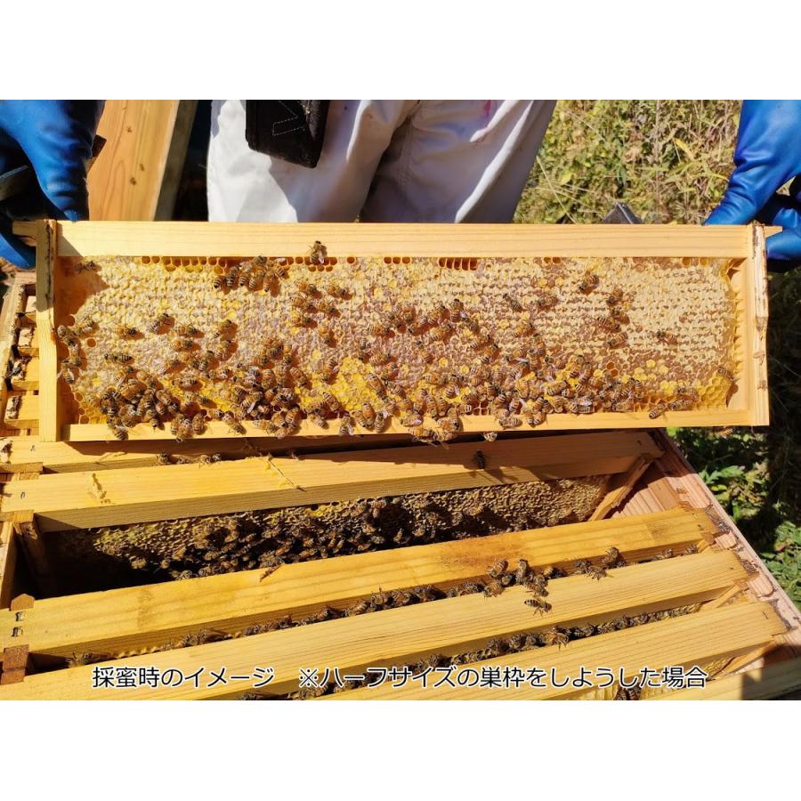 西洋ミツバチ 継箱ハーフサイズ10枚箱用 ハーフサイズ巣礎付き巣 西洋ミツバチ 継箱ハーフサイズ10枚箱用 ハーフサイズ巣礎付き巣
