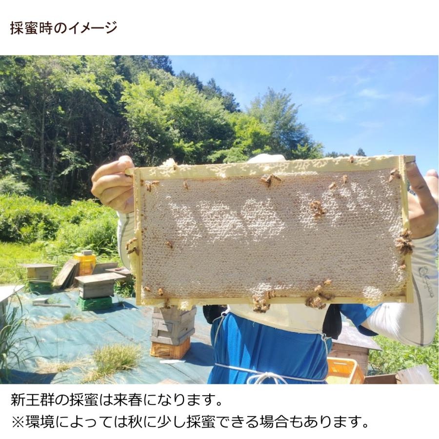 西洋ミツバチ 種蜂 新王4枚群 巣礎枠1枚 山田くんのミツバチの巣箱7枚 