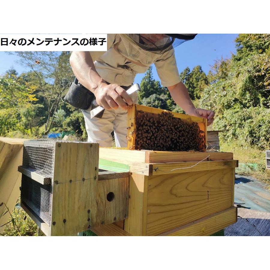 西洋ミツバチ 種蜂 新王4枚群 巣礎枠1枚 山田くんのミツバチの巣箱7枚 