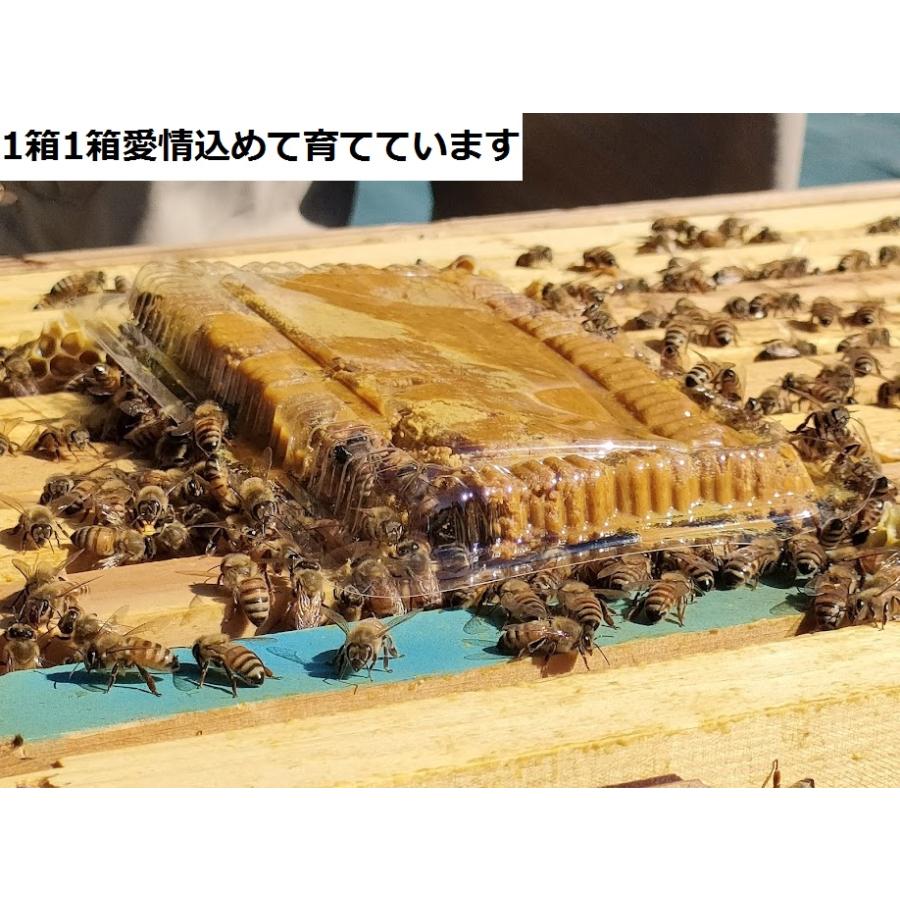 西洋蜜蜂箱入り 取りに来られる方のみ予約順