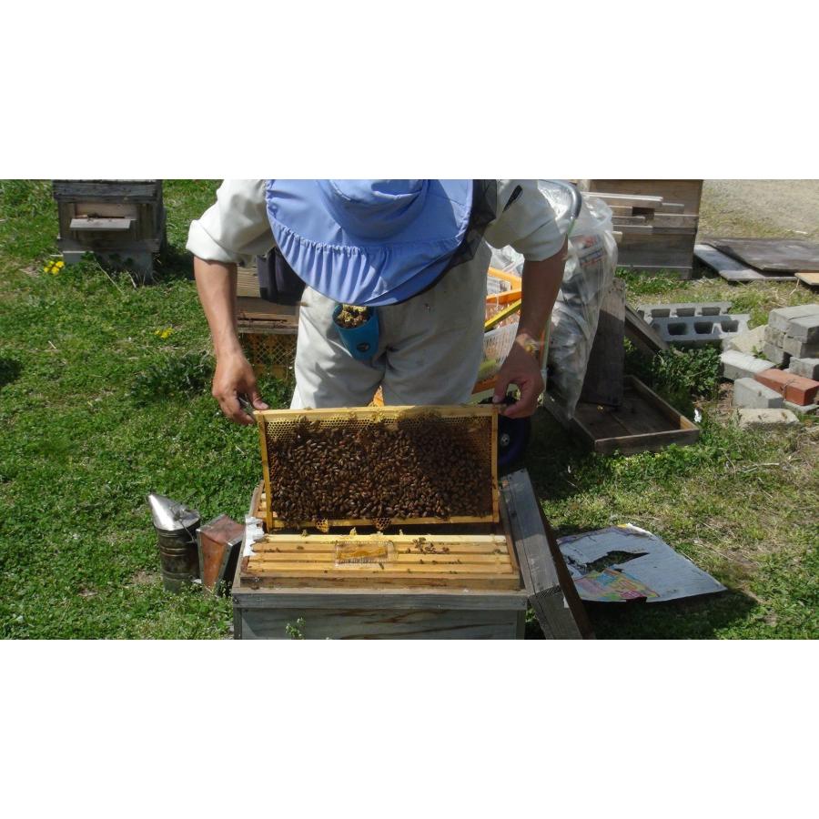 西洋蜜蜂箱入り 取りに来られる方のみ予約順