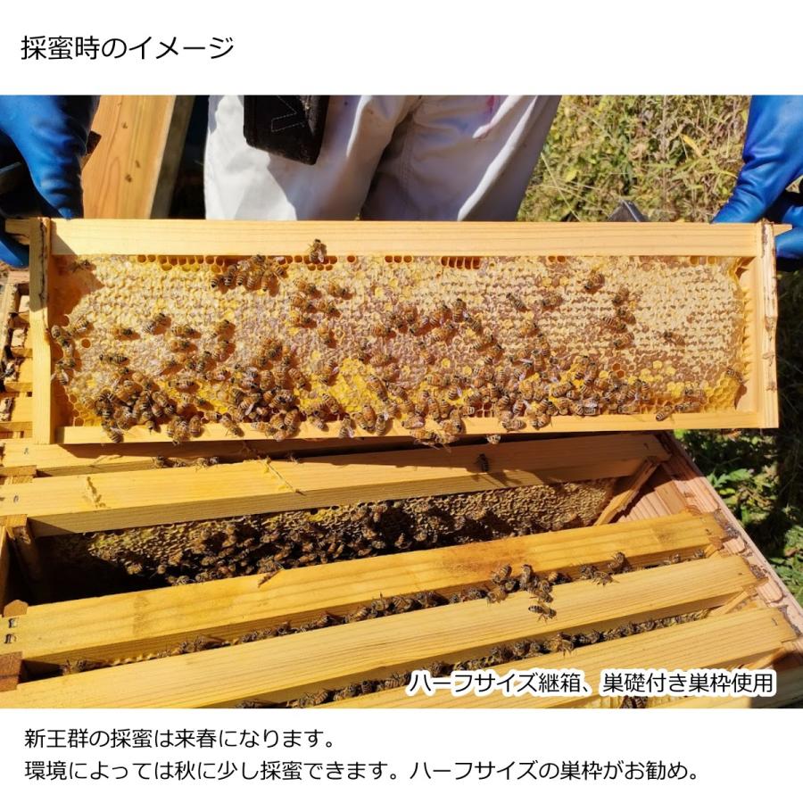 西洋ミツバチ 種蜂 新王5枚群 巣礎枠1枚 山田くんのミツバチ巣箱7枚