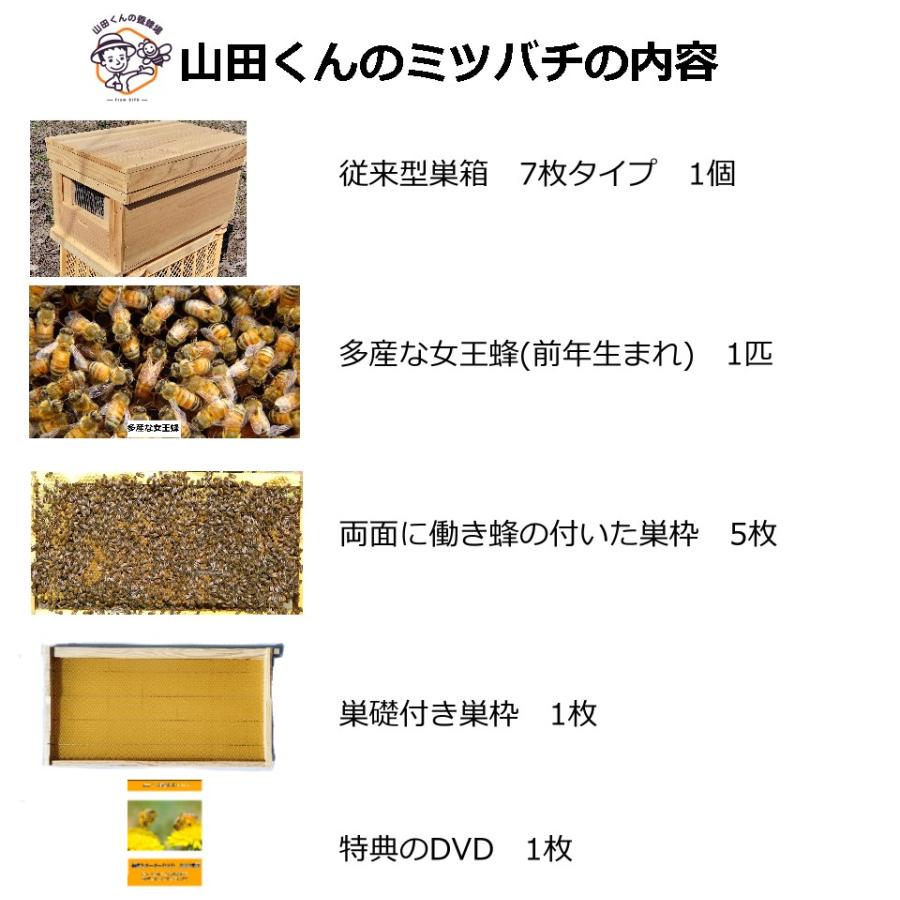 西洋ミツバチ 種蜂 新王5枚群 巣礎枠1枚 入門編DVD付き ミツバチ巣箱