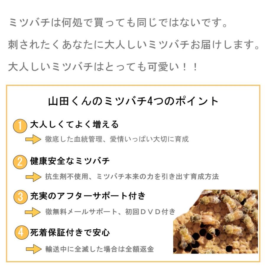 西洋ミツバチ 種蜂 新王6枚群 巣礎枠1枚 山田くんのミツバチ巣箱10枚