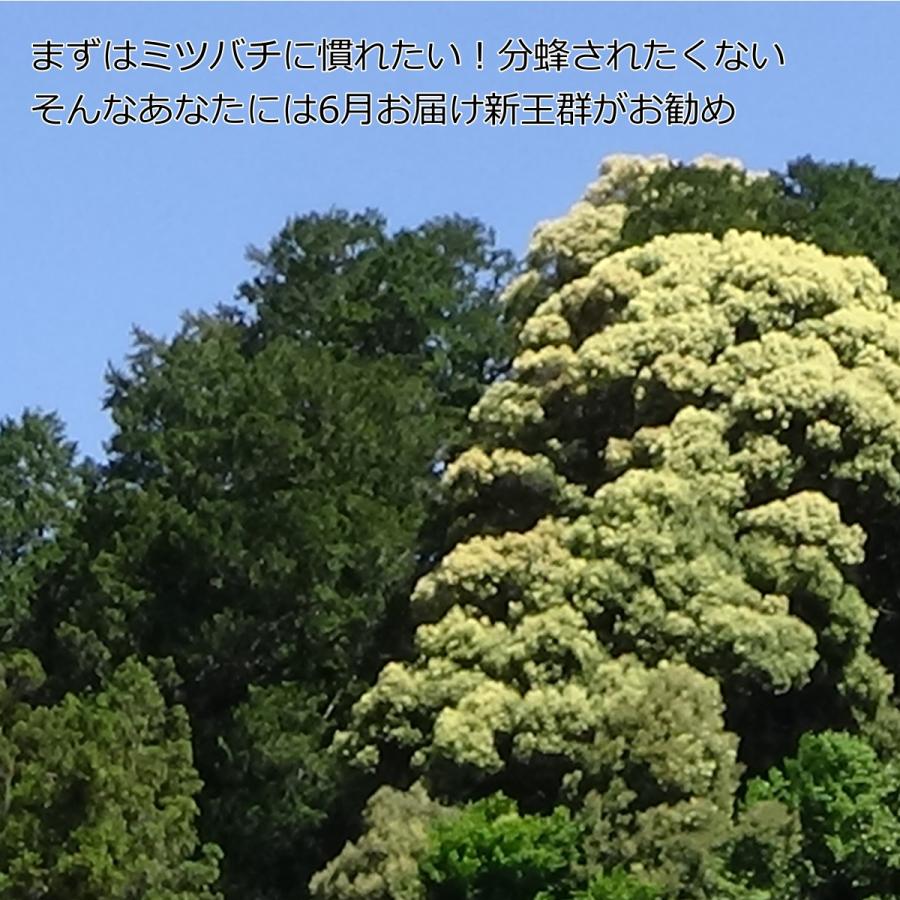 西洋ミツバチ 種蜂 新王6枚 巣礎枠1枚 ミツバチの従来型巣箱10枚タイプ