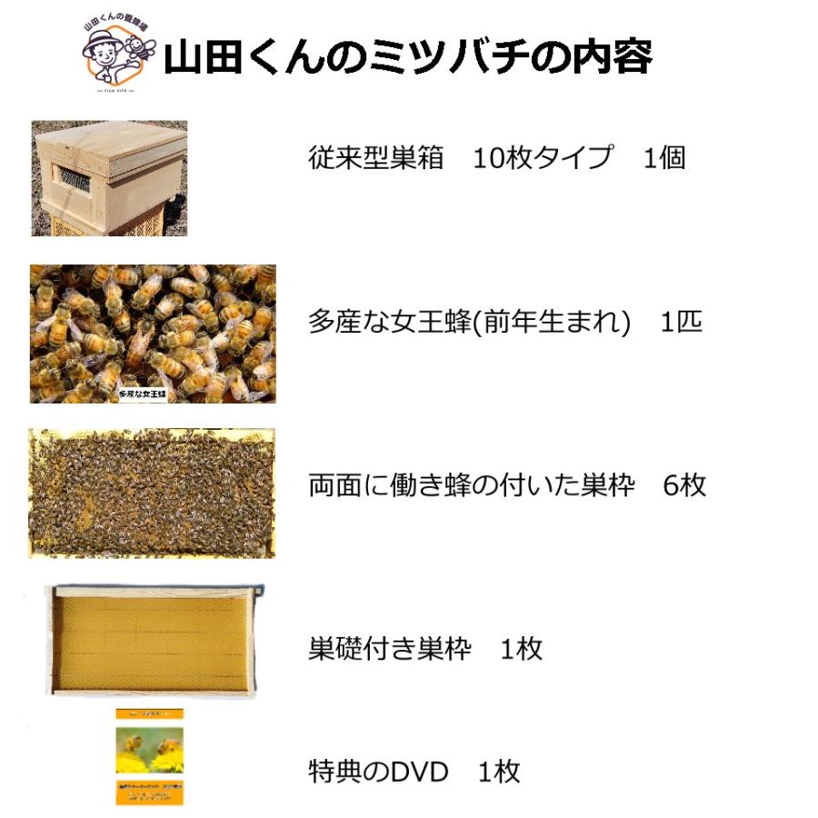 西洋ミツバチ 種蜂 新王6枚 巣礎枠1枚 ミツバチの従来型巣箱10枚タイプ