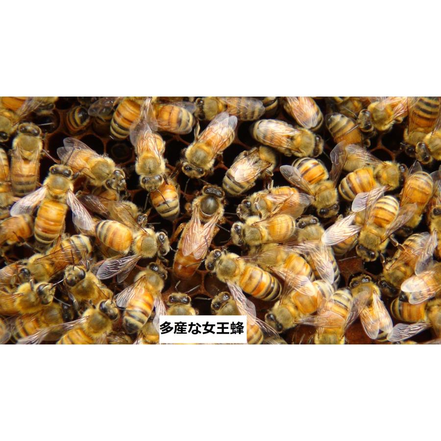 西洋ミツバチ 種蜂 新王6枚 巣礎枠1枚 ミツバチの従来型巣箱10枚タイプ