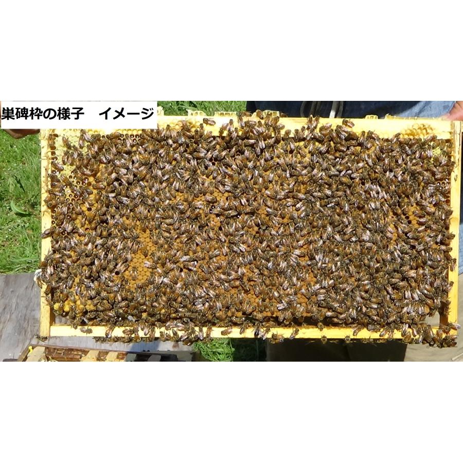 西洋ミツバチ 種蜂 新王6枚 巣礎枠1枚 ミツバチの従来型巣箱10枚タイプ