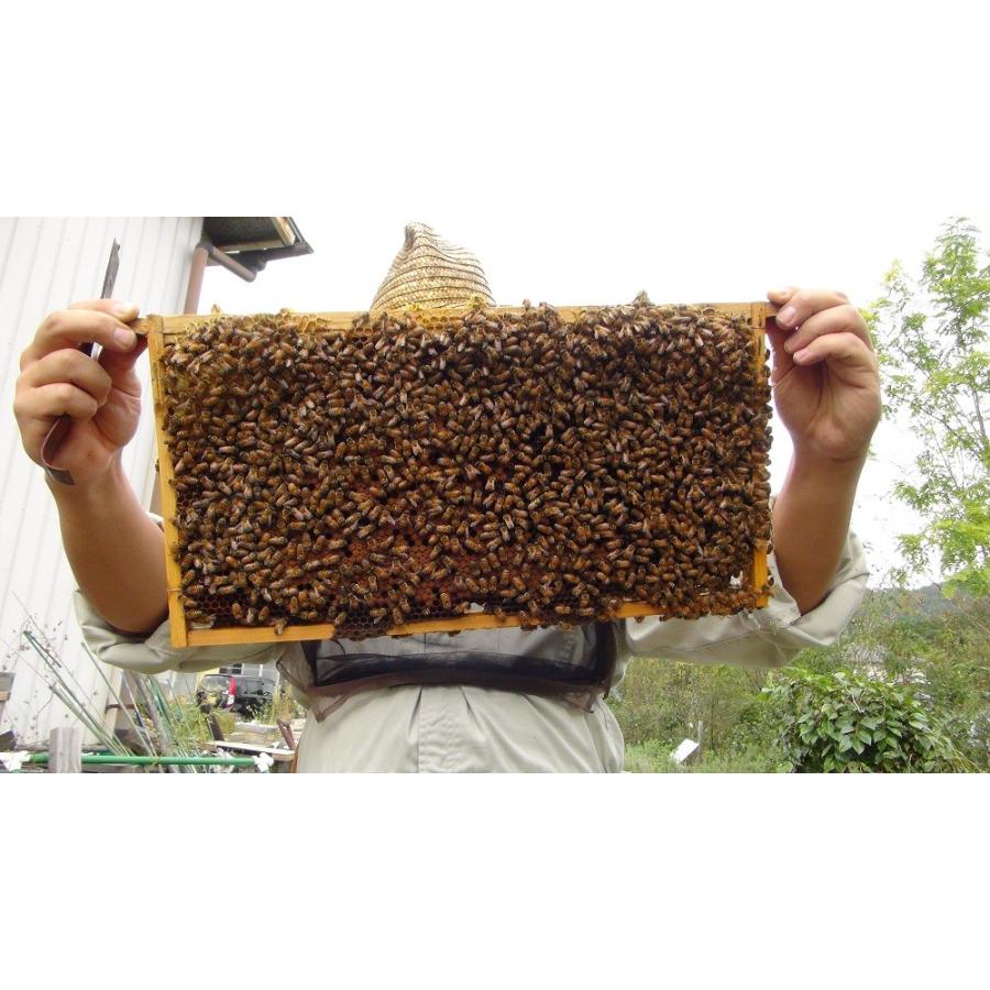 山田くんの種蜂 新王5枚群 山田くんの巣箱入り 4 山田くんの養蜂場 西洋蜜蜂販売店 通販 Yahoo ショッピング