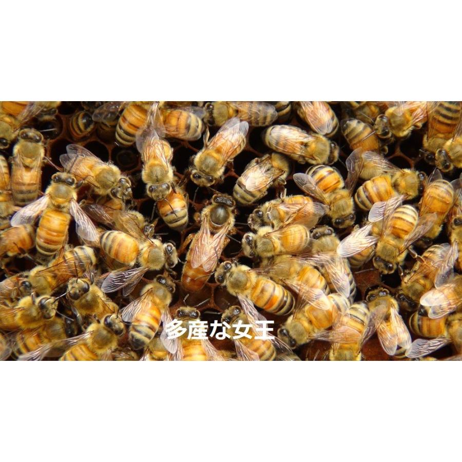 山田くんの種蜂 新王5枚群 山田くんの巣箱入り 4 山田くんの養蜂場 西洋蜜蜂販売店 通販 Yahoo ショッピング