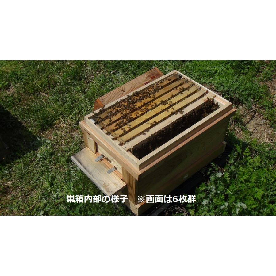 山田くんの種蜂 新王5枚群 山田くんの巣箱入り 4 山田くんの養蜂場 西洋蜜蜂販売店 通販 Yahoo ショッピング