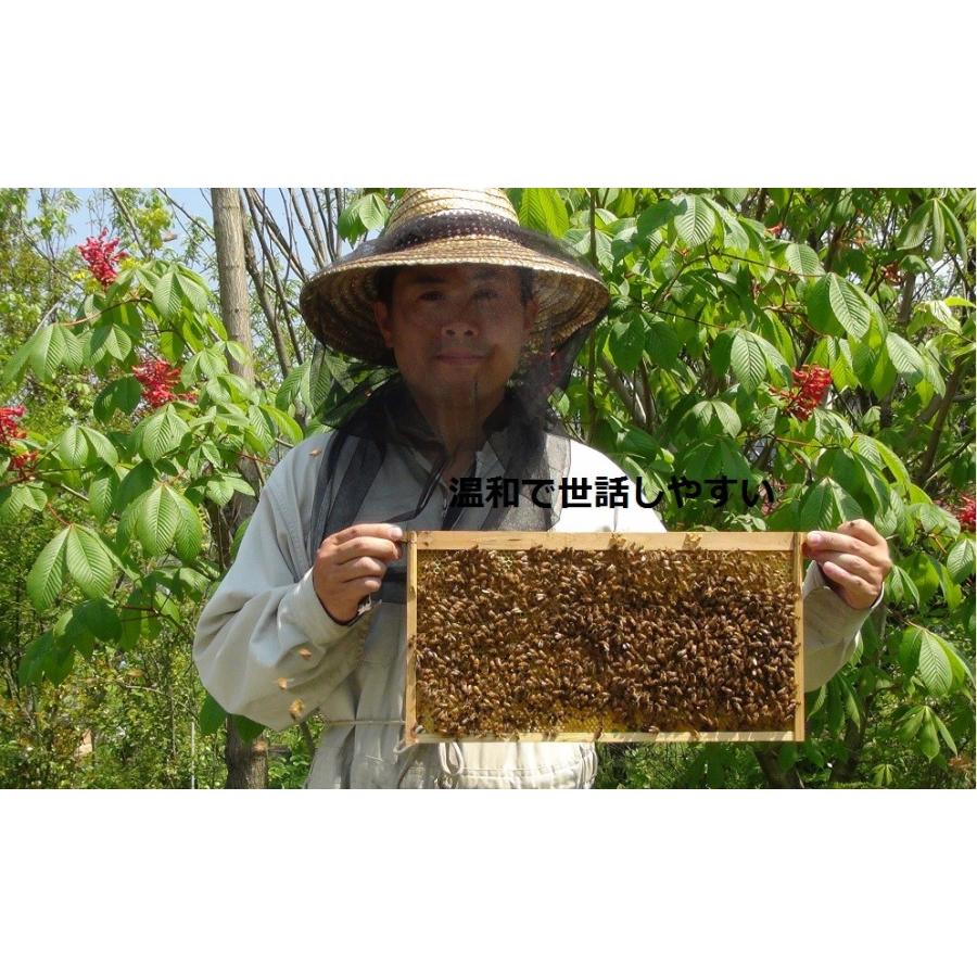 山田くんの種蜂 新王5枚群 山田くんの巣箱入り 4 山田くんの養蜂場 西洋蜜蜂販売店 通販 Yahoo ショッピング