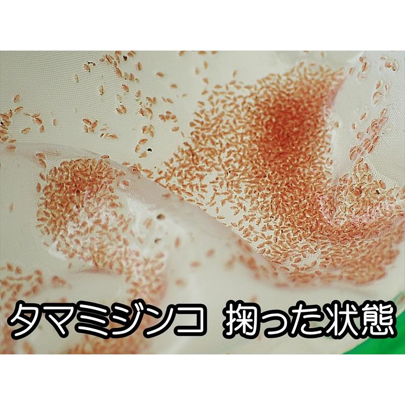 丸型 密網ネット Mサイズ 100本セット メダカ めだかミジンコ 熱帯魚 タモ Amazon.co.jp: ZAKKAYA メダカ 網 セット ミジンコ網 細かい網