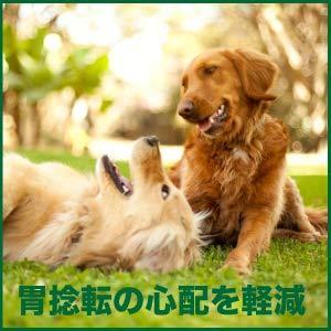 売れ筋 プラチナム ナチュラル ドッグフード グルテンフリー ナチュラル チキン 無水調理ドライフード グルテンフリー 子犬 パピー 用 子犬 パピー 用 1 5kg S Roro 最新情報値下げ